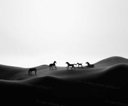 la prairie aux chevaux